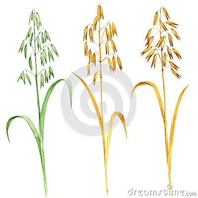 watercolor drawing oat plant Cartoon Illustration