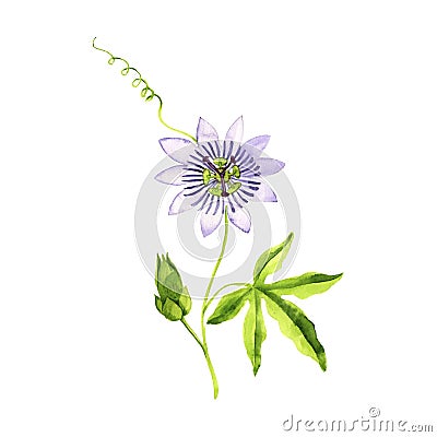 watercolor drawing passiflora Cartoon Illustration