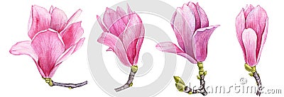 watercolor drawing pink magnolia flowers at white background Cartoon Illustration