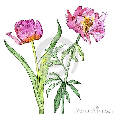 Watercolor drawing pink peony flowers Cartoon Illustration