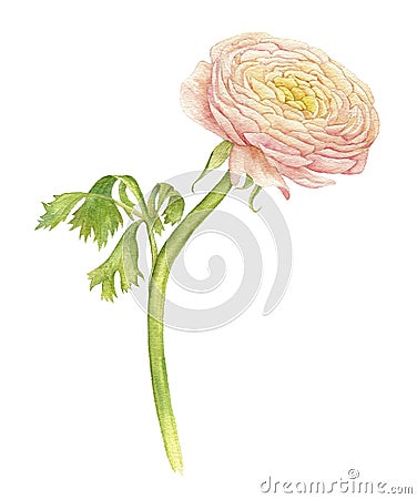 Watercolor drawing pink ranunculus Cartoon Illustration