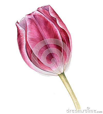 Watercolor drawing pink tulip Cartoon Illustration