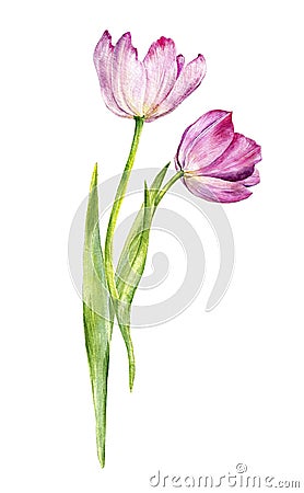 Watercolor drawing pink tulips Cartoon Illustration