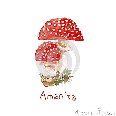 Watercolor drawing of poisonous mushrooms - Toadstool Amanita, Fly agaric Stock Photo