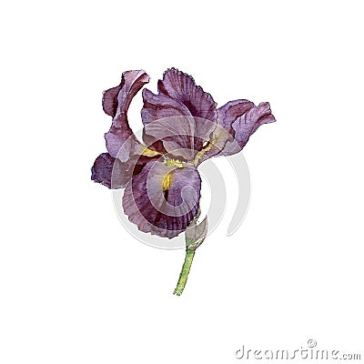 Watercolor drawing iris Cartoon Illustration