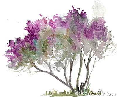 Watercolor drawing of purple lilac bush with grass Stock Photo