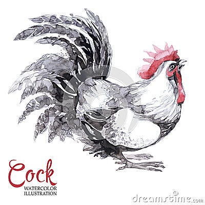 Watercolor drawing of rooster isolated on white background. Cute bird, cockerel or cock. Greeting card. Stock Photo