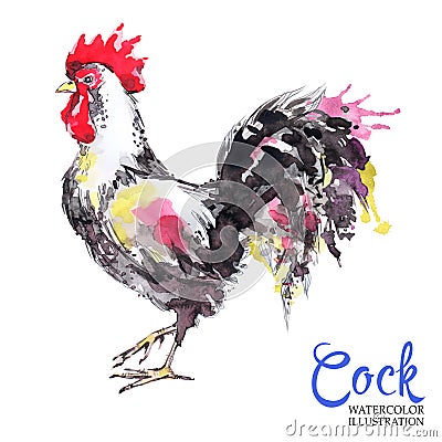 Watercolor drawing of rooster isolated on white background. Cute bird, cockerel or cock. Greeting card. Stock Photo