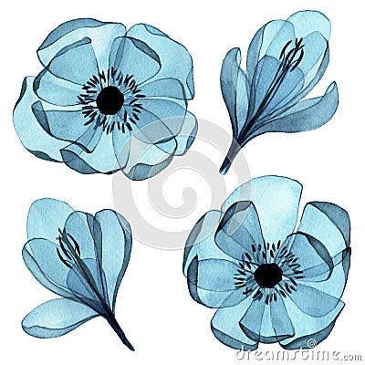 Watercolor drawing. set of transparent colors. clipart, blue flowers crocuses and anemones in vintage style, x-ray. Stock Photo