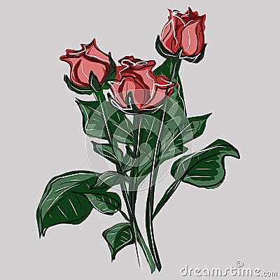 Watercolor drawing several roses. Plants, flowers, spring, joy, romance. Vector isolated image. Vector Illustration