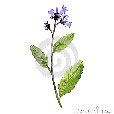 watercolor drawing thickleaf yerba santa Cartoon Illustration