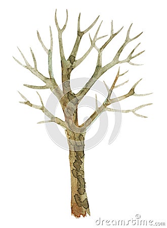 Watercolor drawing of a tree without leaves. Isolated on white background. Stock Photo