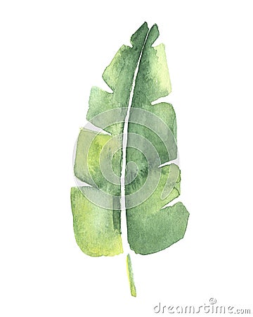 Watercolor drawing of a tropical banana leaf Stock Photo