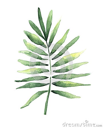Watercolor drawing of a tropical coconut leaf Stock Photo