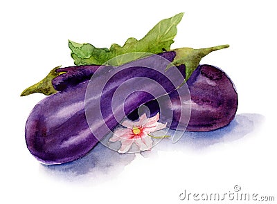 Watercolor drawing of vegetables. Eggplants with a flower Stock Photo
