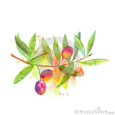 A watercolor drawing of a vibrant green olive tree branch with fruits, with a splash of paint Stock Photo