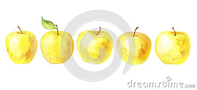 Watercolor drawing yellow apples Cartoon Illustration