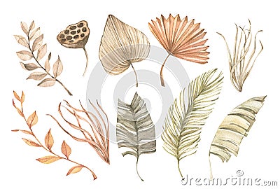 Watercolor dried tropical leaves, gentle flowers and pampas. Botanical floral design elements. Beige, green, orange palm leaves. Stock Photo