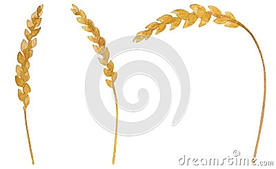 Watercolor ears of wheat, Set isolated on white background, Hand drawn painting Stock Photo