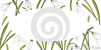 Watercolor easter illustration of bouquet of snowdrops, horizontal ellipse frame on white background Cartoon Illustration