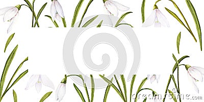 Watercolor easter illustration of bouquet of snowdrops, horizontal rectangular frame on white background Cartoon Illustration