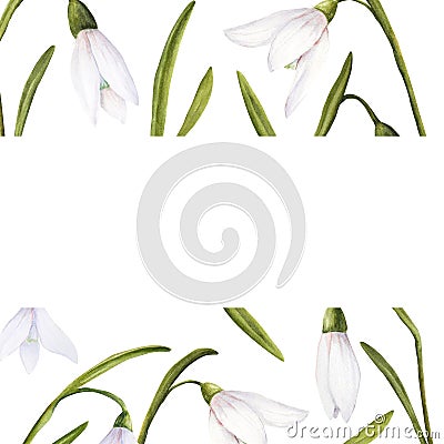 Watercolor easter illustration of bouquet of snowdrops, rectangular frame on white background Cartoon Illustration