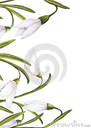 Watercolor easter illustration of bouquet of snowdrops, vertical card on white background Cartoon Illustration