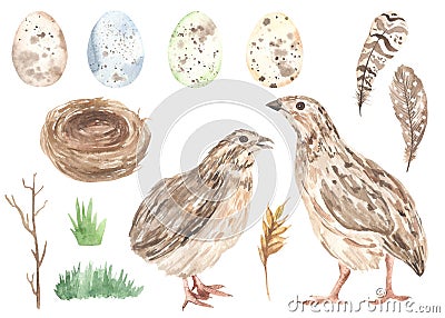Watercolor easter set with quails, quail eggs, nest, branch, grass, quail feathers Stock Photo