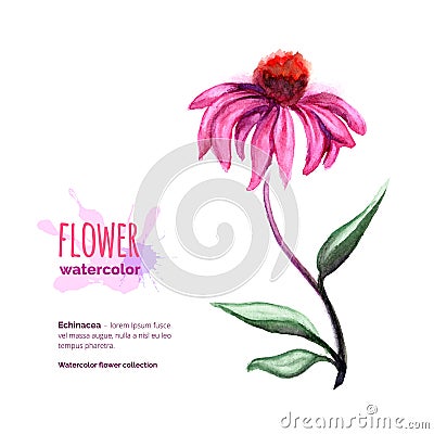 Watercolor Echinacea on white Vector Illustration