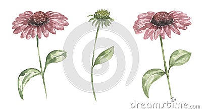 Watercolor Echinacea Wildflower illustration set, echinacea meadow floral clipart, medical flower set Cartoon Illustration
