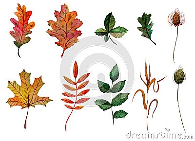 Watercolor elements set autumn leaves oak ashberry maple rosehip chestnut blade of grass bur Stock Photo