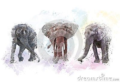 Watercolor Elephants. Digital illustration on white . Cartoon Illustration