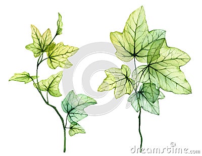 Watercolor English ivy branches. Fresh grape leaves. Transparent tree foliage isolated on white. Realistic detailed Cartoon Illustration