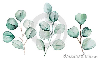 Watercolor eucaliptus leaves set illustration Cartoon Illustration