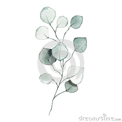 Watercolor eucalyptus dusty green leaf plant herb spring flora Cartoon Illustration