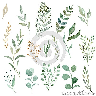 Watercolor eucalyptus and greenery leaves clipart set. Hand drawn illustration. Cartoon Illustration