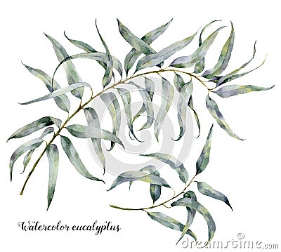Watercolor eucalyptus. Hand painted set of branches with leaves isolated on white background. Natural illustration for Cartoon Illustration
