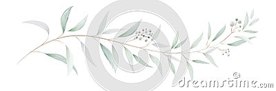 Watercolor eucalyptus leaves and branches Vector Illustration