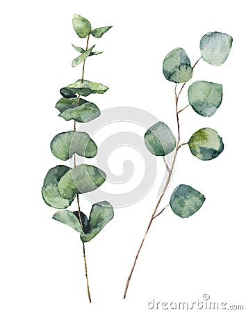 Watercolor eucalyptus round leaves and branches. Hand painted baby eucalyptus and silver dollar elements. Floral illustration Cartoon Illustration