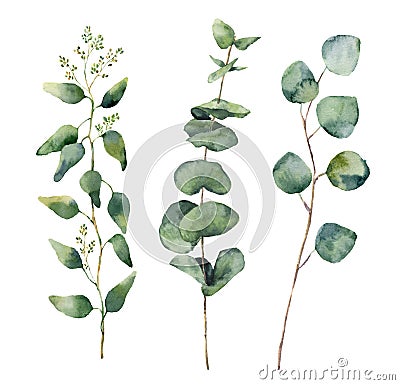 Watercolor eucalyptus round leaves and branches set. Hand painted baby, seeded and silver dollar eucalyptus elements Cartoon Illustration