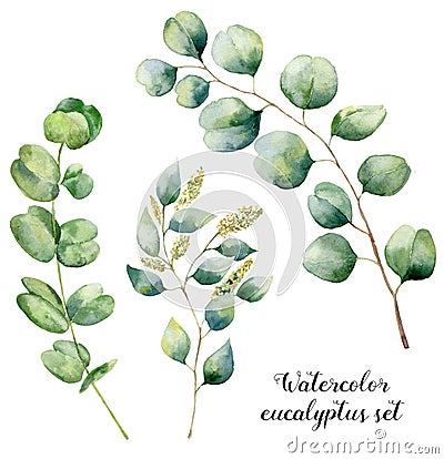 Watercolor eucalyptus set. Hand painted baby, seeded and silver dollar eucalyptus elements. Floral illustration with Cartoon Illustration