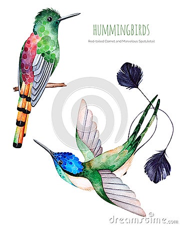 Watercolor exotic birds collection. Stock Photo