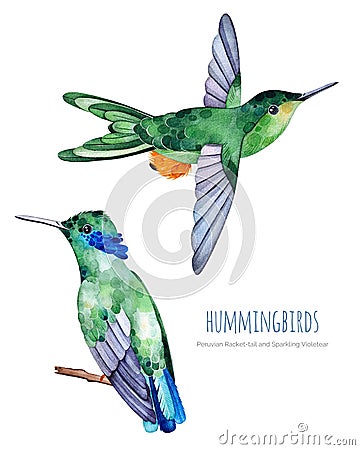 Watercolor exotic birds collection. Stock Photo