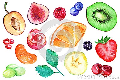 Watercolor exotic fruit berry slice set isolated vector Vector Illustration