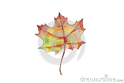 Watercolor fall, autumn yellow, orange leaf hand drawn design elements Cartoon Illustration