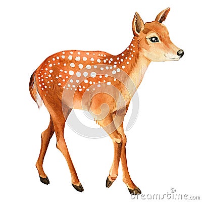 Watercolor fawn isolated on white background, cute animal illustration Cartoon Illustration