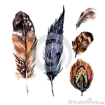 Watercolor Feathers Set Vector Illustration