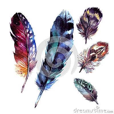 Watercolor Feathers Set Vector Illustration