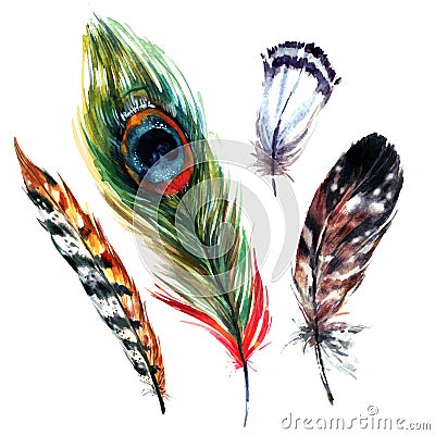 Watercolor Feathers Set Vector Illustration