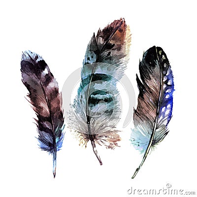 Watercolor Feathers Set Vector Illustration